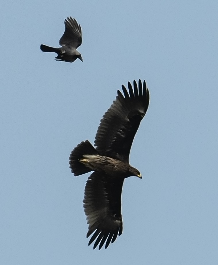 Greater Spotted Eagle - ML616148429