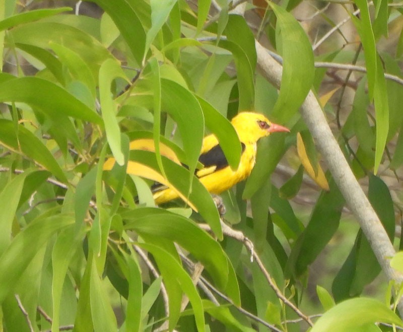 Indian Golden Oriole - ML616148486