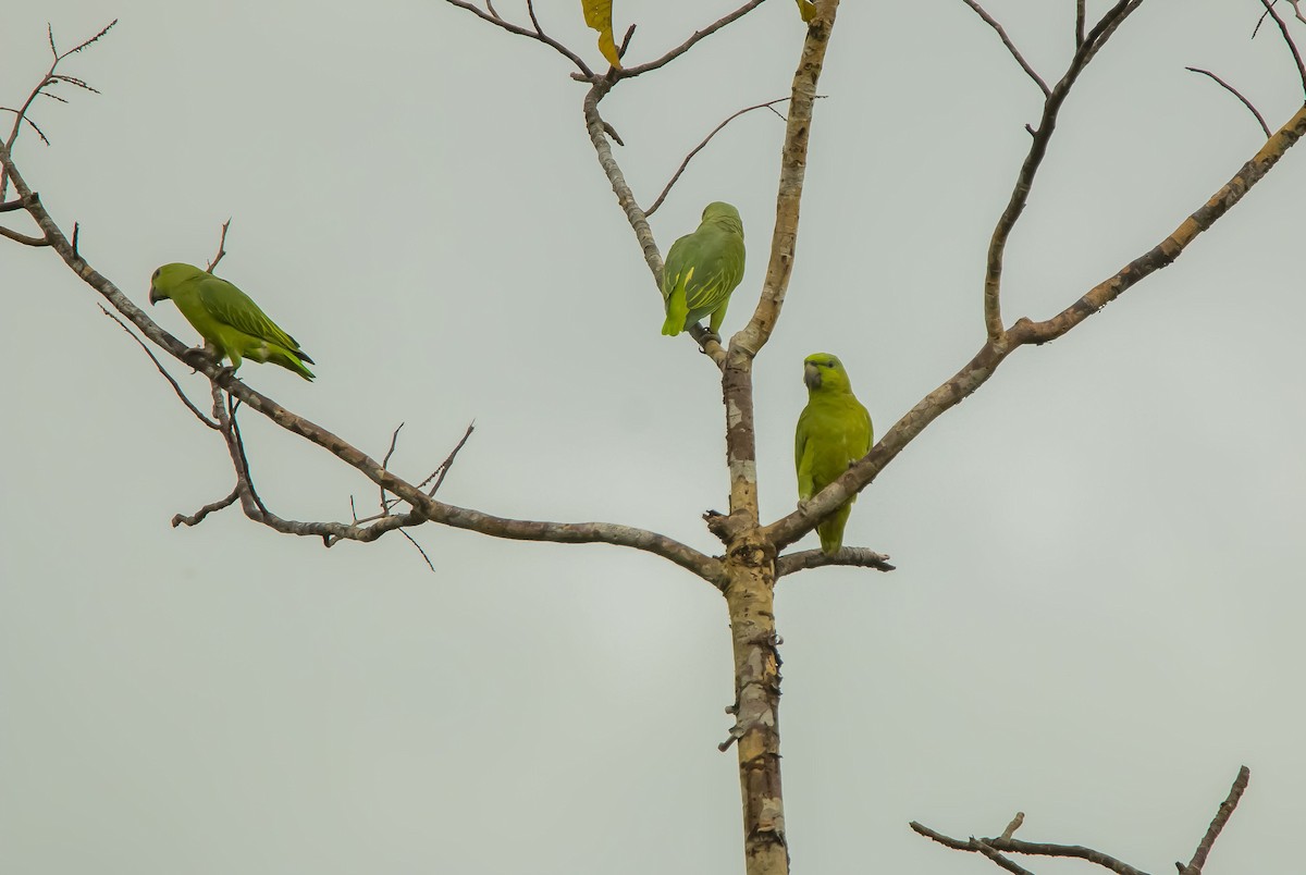 Short-tailed Parrot - Nathan Alblas