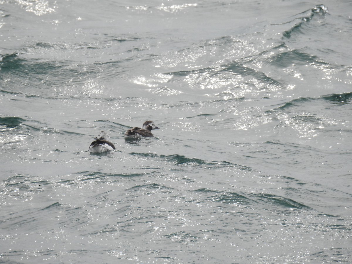 Long-tailed Duck - ML616148633