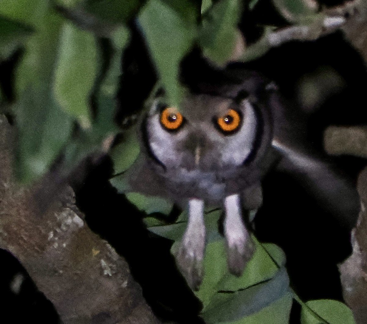 Northern White-faced Owl - ML616148643