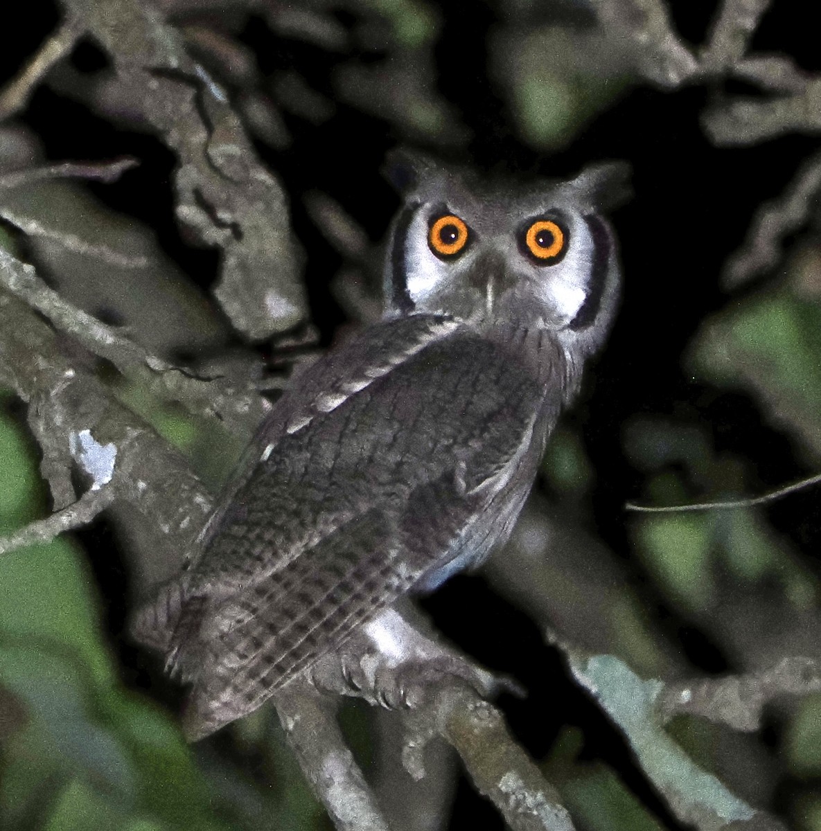 Northern White-faced Owl - ML616148644