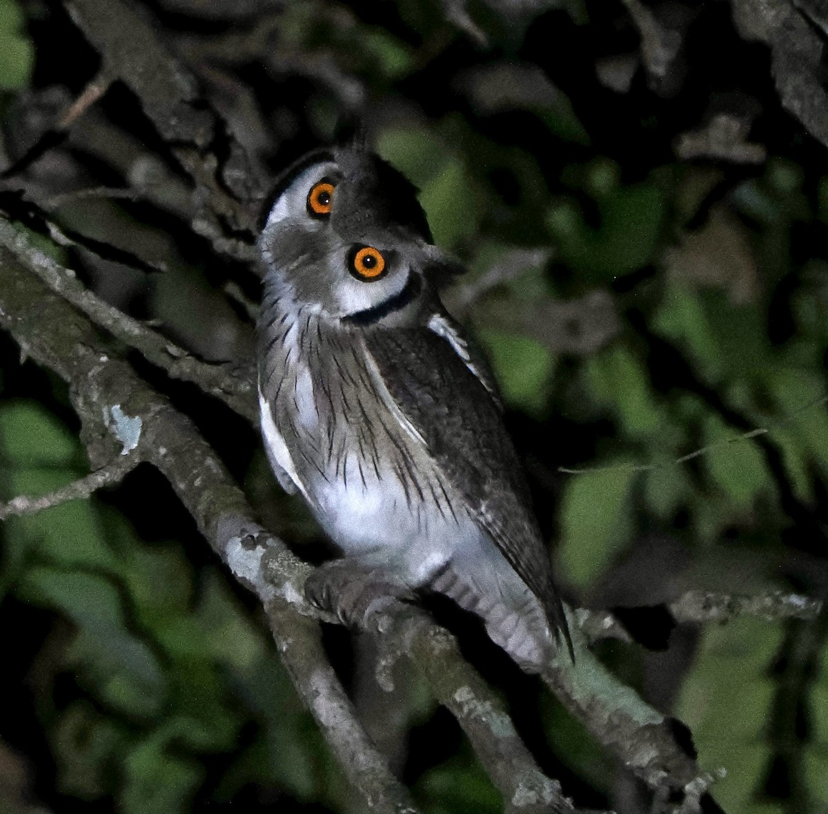 Northern White-faced Owl - ML616148645