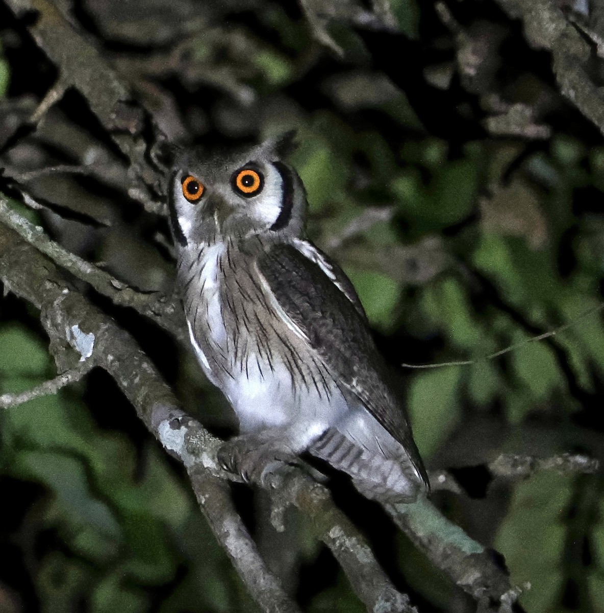 Northern White-faced Owl - ML616148646