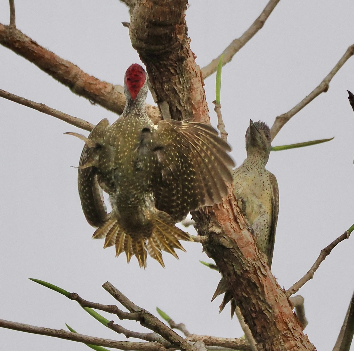 Fine-spotted Woodpecker - ML616148688