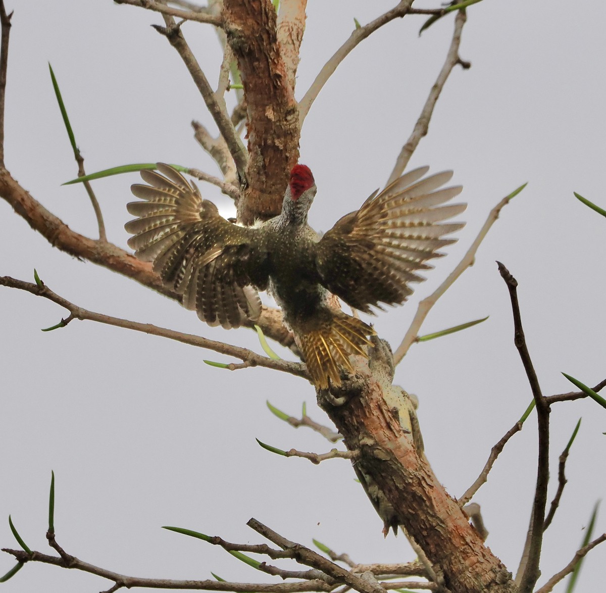 Fine-spotted Woodpecker - ML616148689