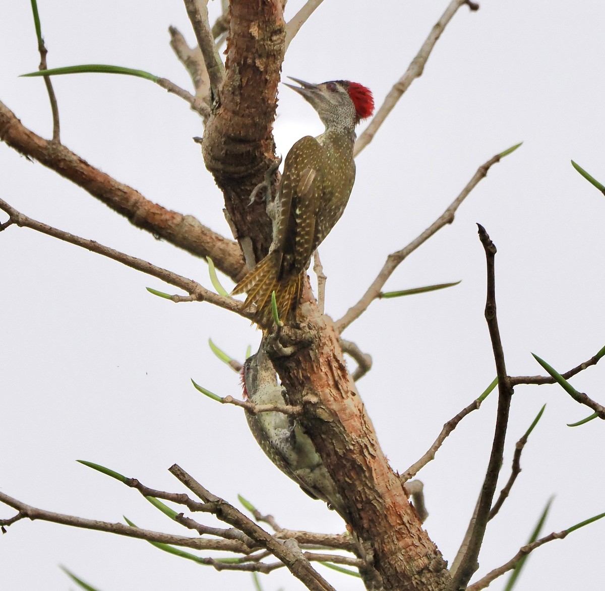 Fine-spotted Woodpecker - ML616148690