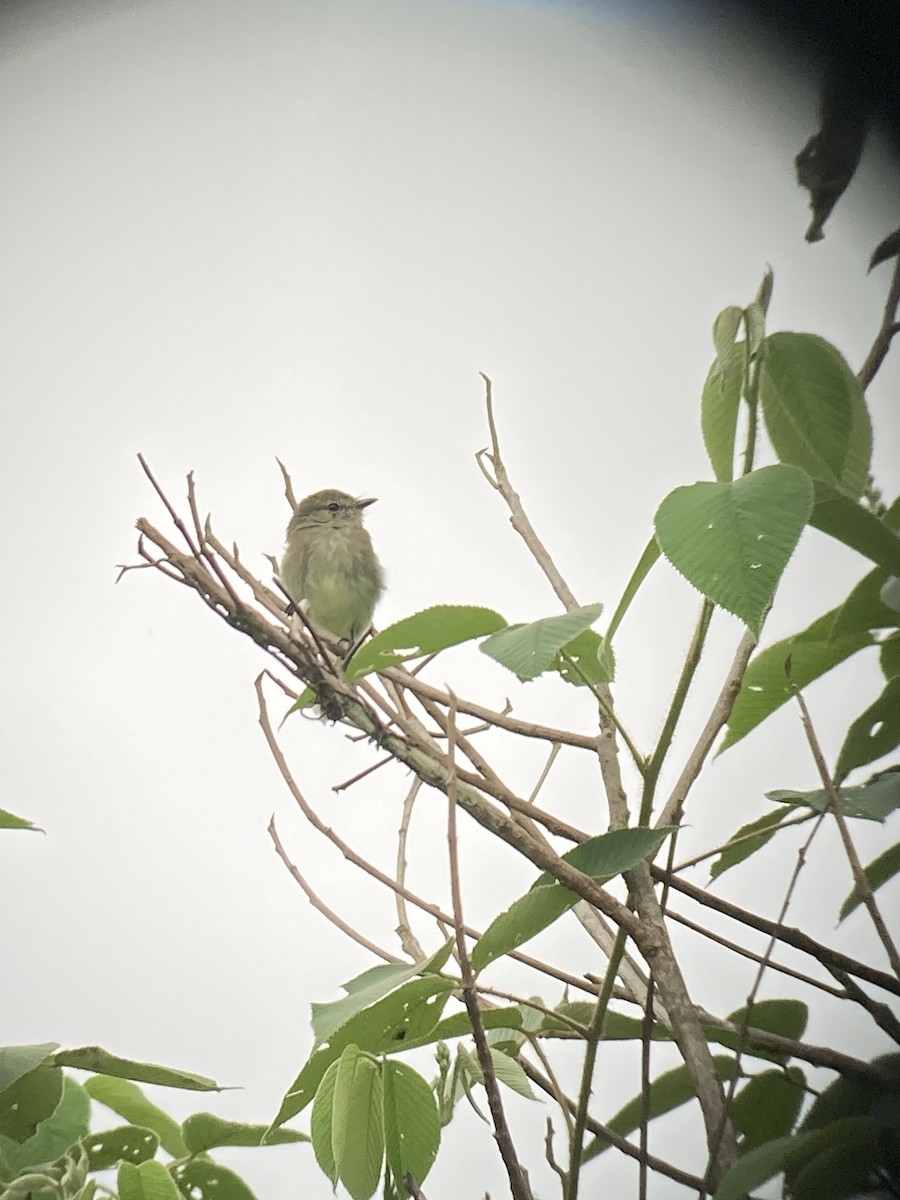Olive-chested Flycatcher - ML616148744