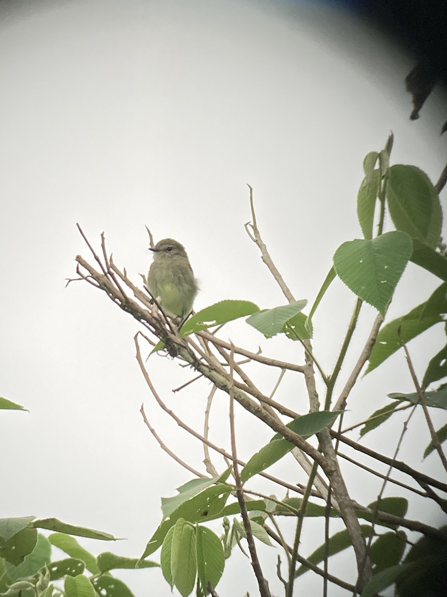 Olive-chested Flycatcher - ML616148746