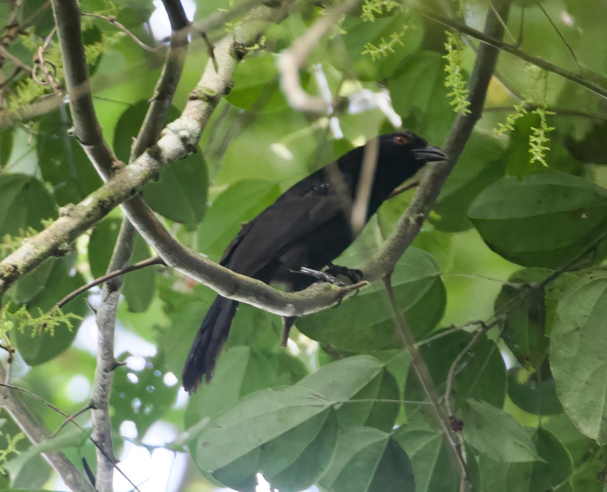 Black Magpie (Bornean) - ML616148855