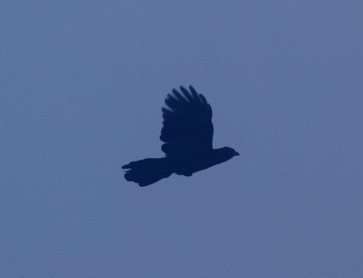 Black Magpie (Bornean) - ML616148860