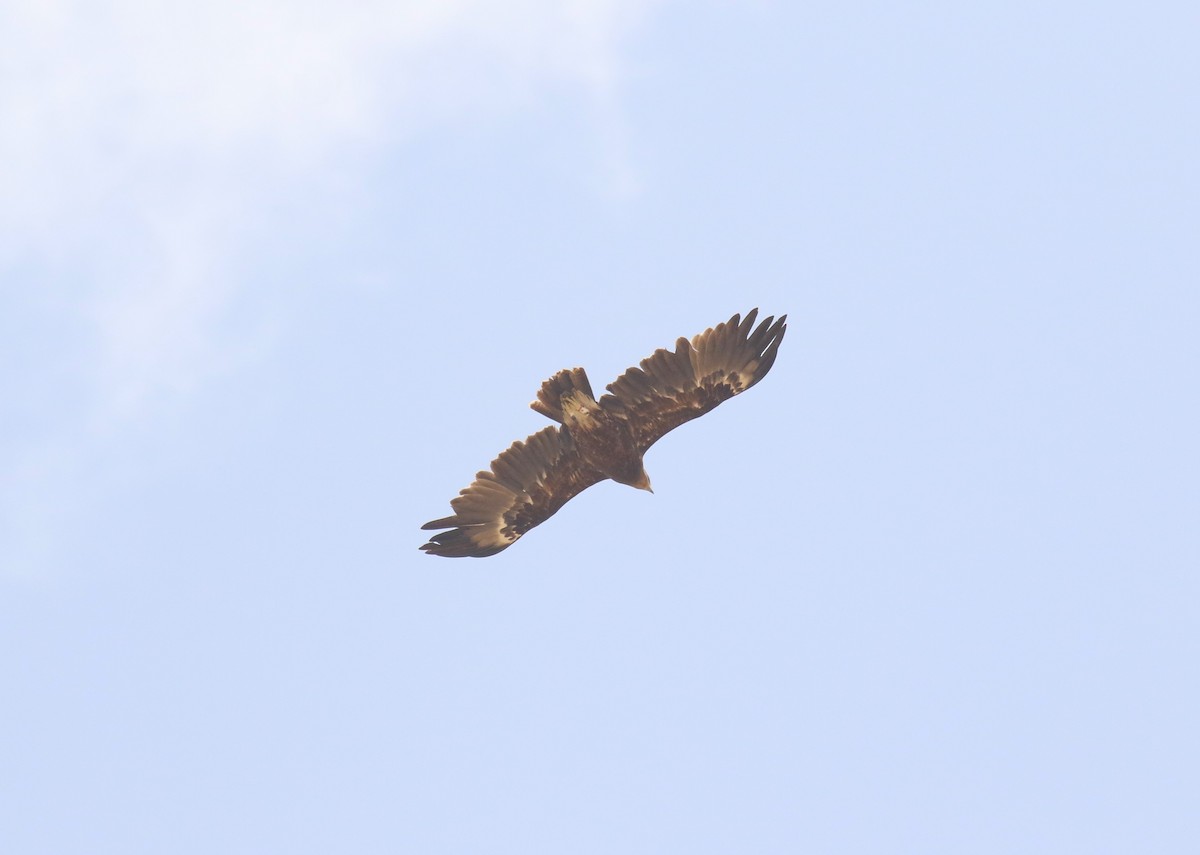 Greater Spotted Eagle - Bassel Abi Jummaa
