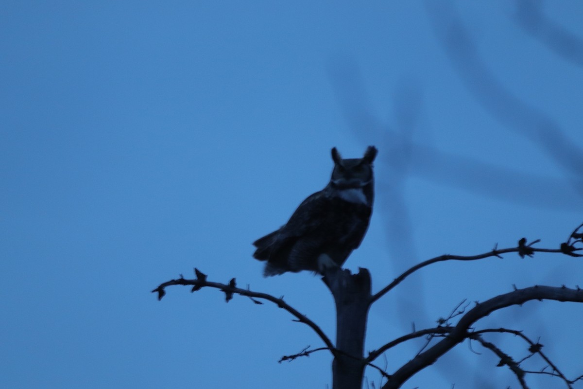 Great Horned Owl - ML616148912