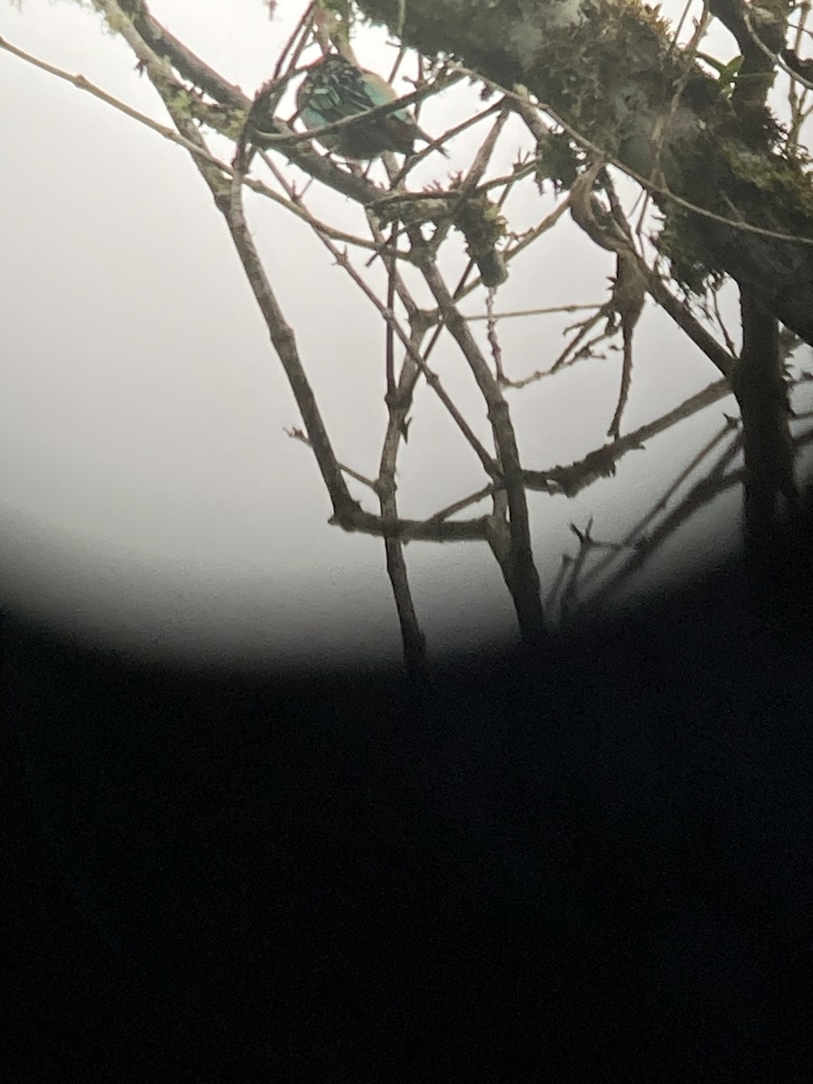 Golden-eared Tanager - ML616148951