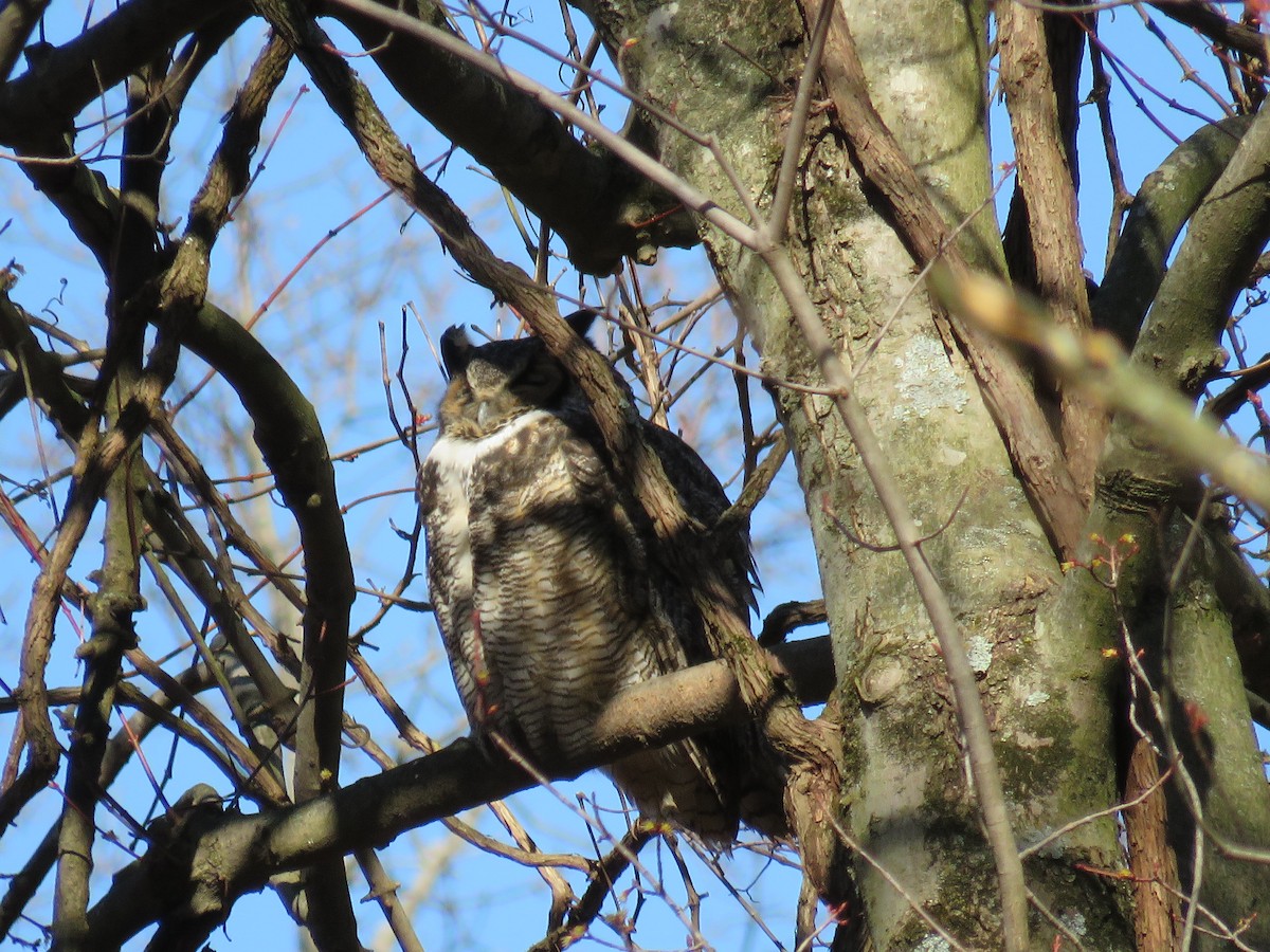 Great Horned Owl - ML616149040