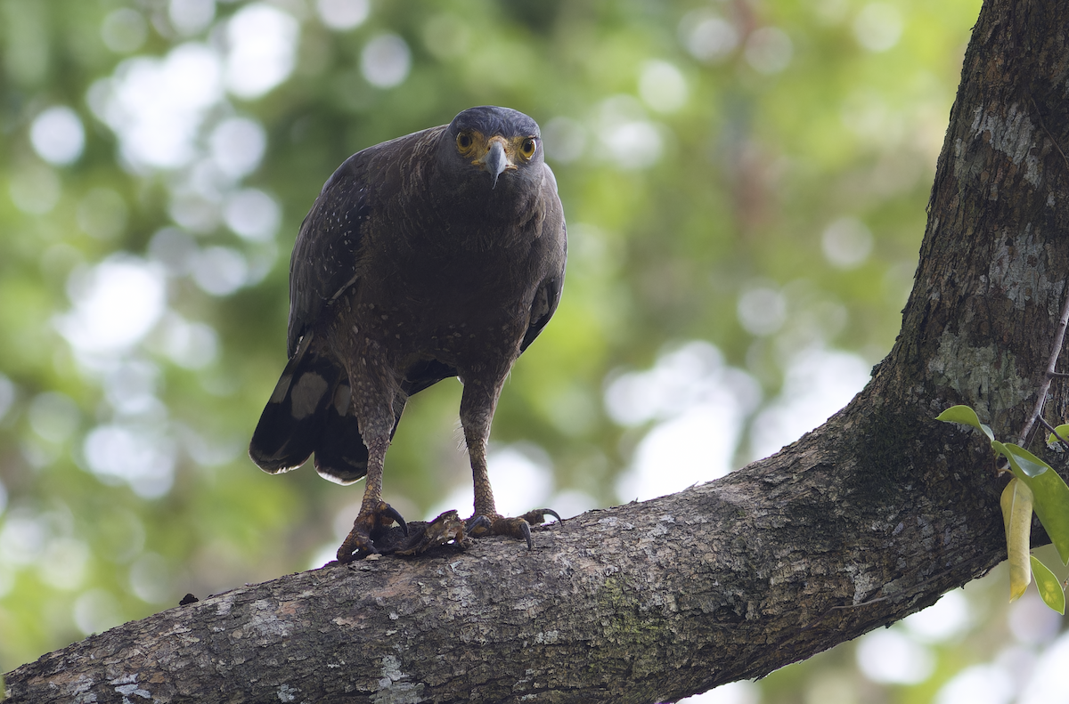 Crested Serpent-Eagle (Andaman) - ML616149056