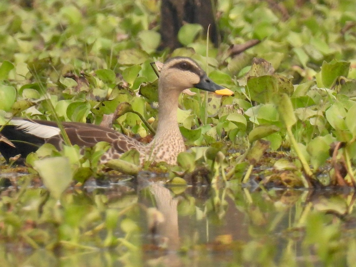 Indian Spot-billed Duck - ML616149090