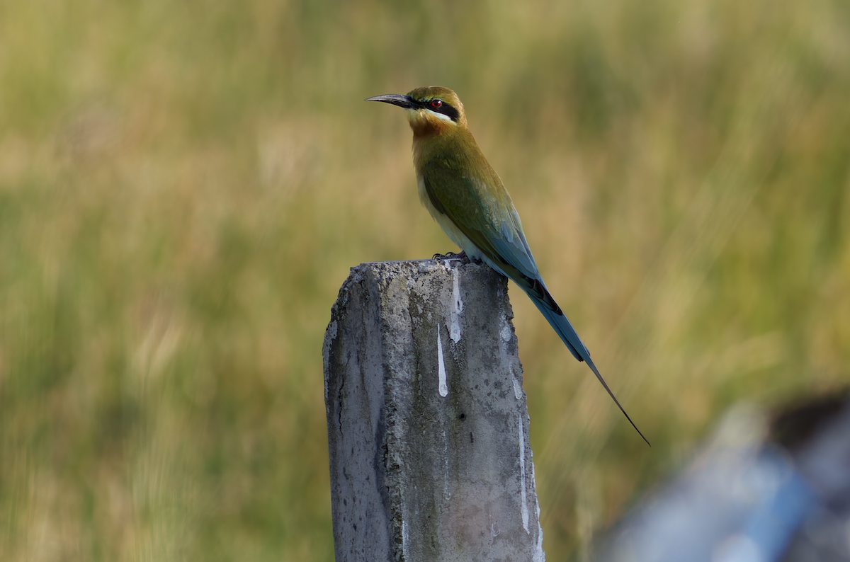Blue-tailed Bee-eater - ML616149159
