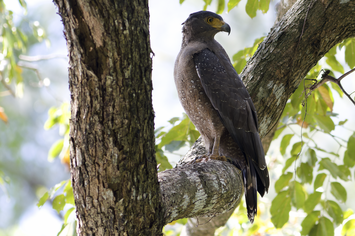 Crested Serpent-Eagle (Andaman) - ML616149185