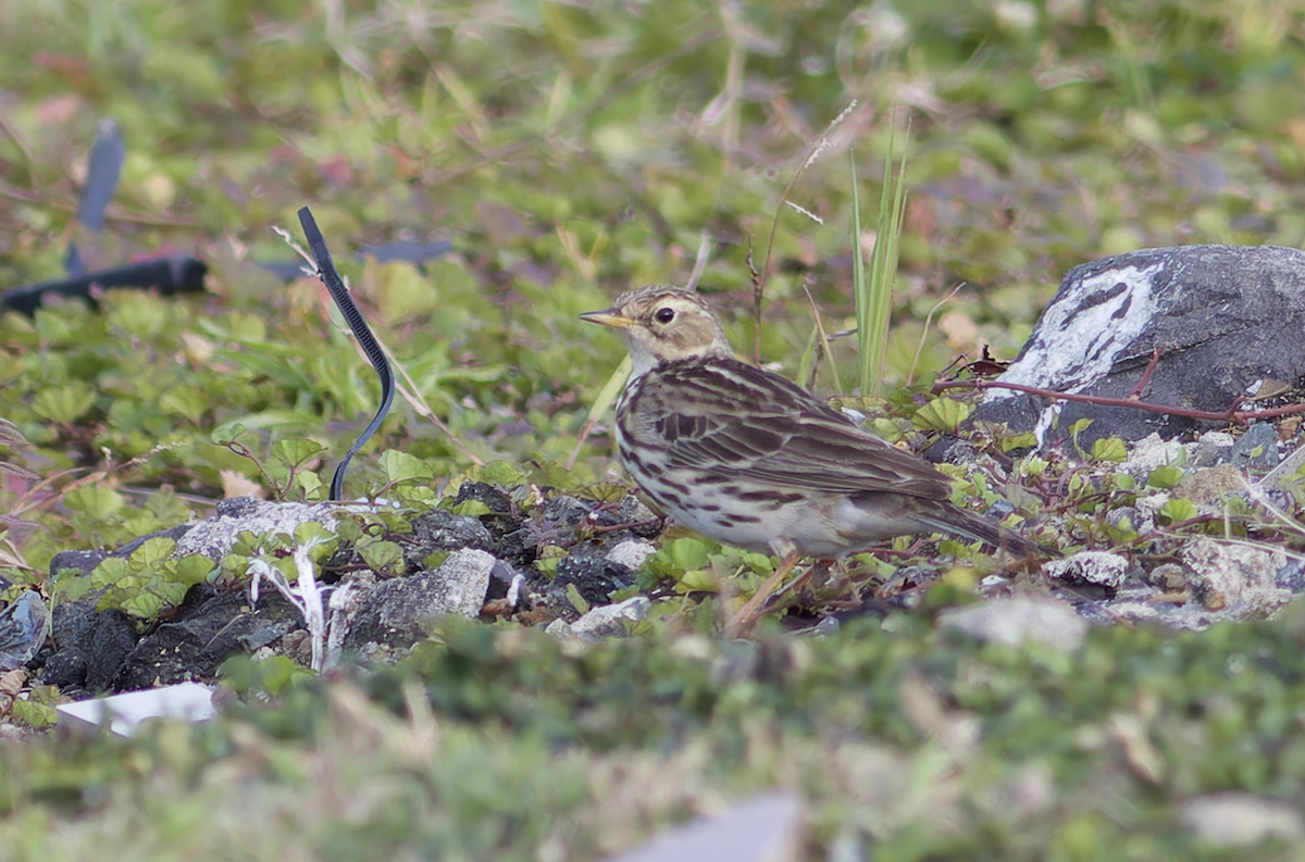 Red-throated Pipit - ML616149233