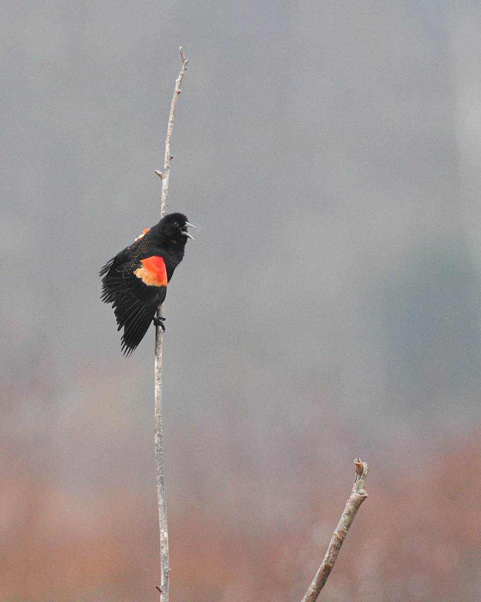 Red-winged Blackbird - ML616149253
