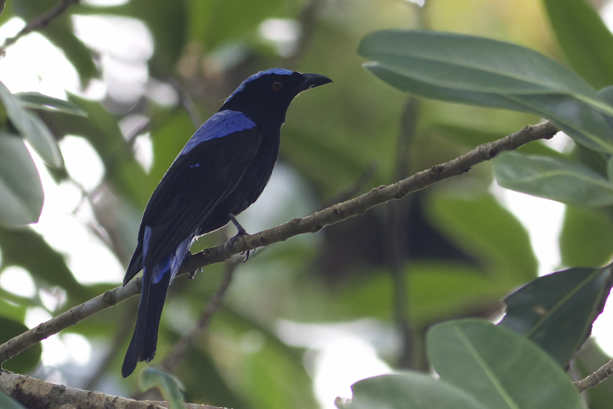 Asian Fairy-bluebird - ML616149265