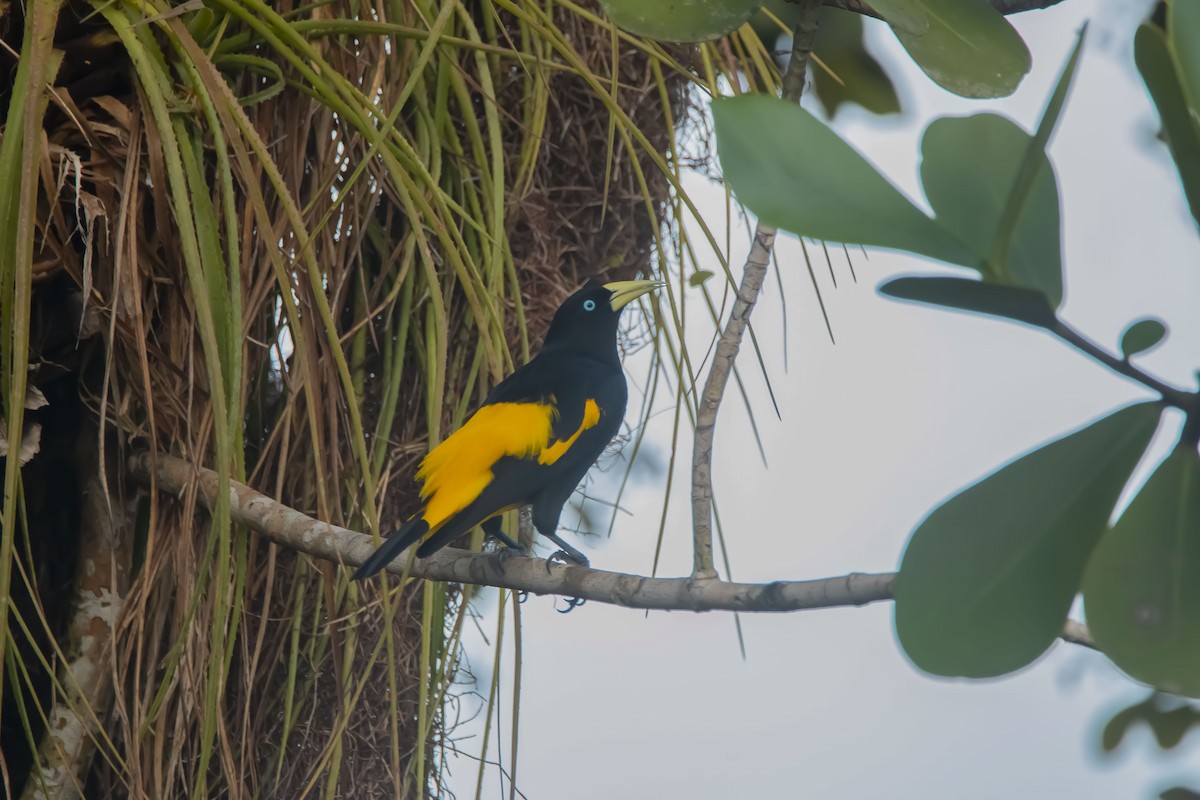 Yellow-rumped Cacique - ML616149270
