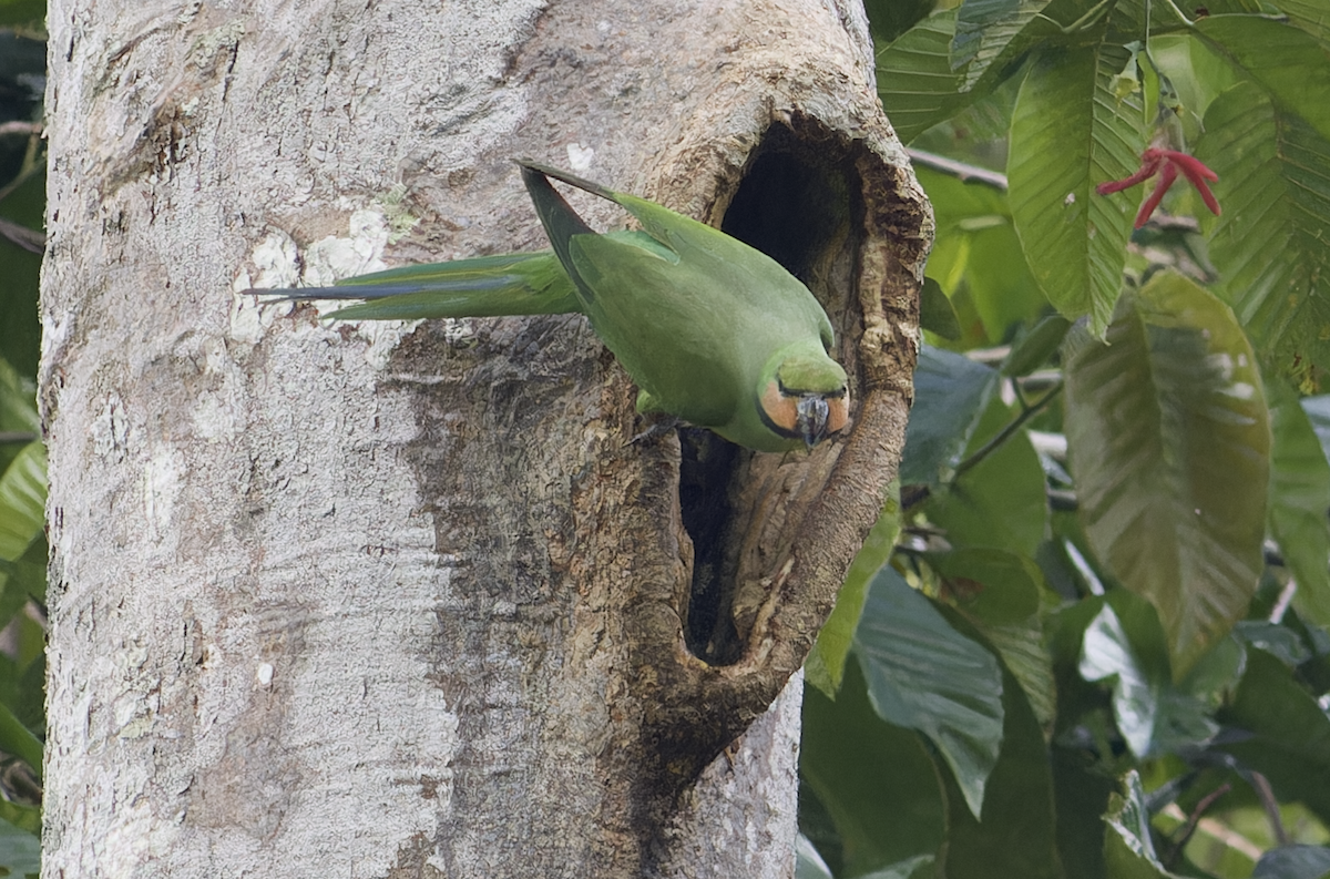 Long-tailed Parakeet - ML616149272