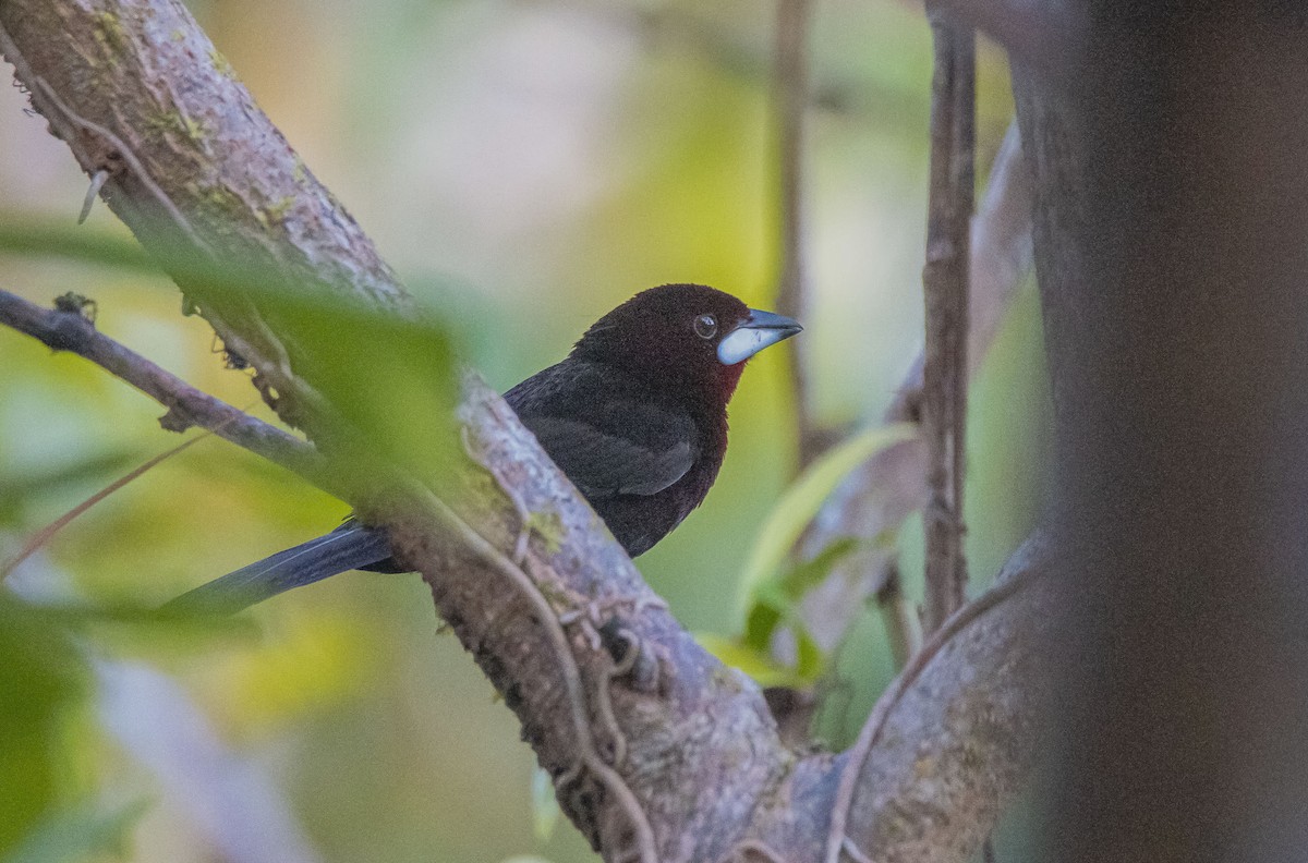 Silver-beaked Tanager - ML616149277