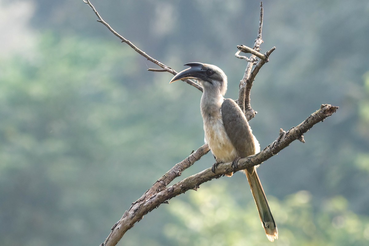 Indian Gray Hornbill - ML616149327