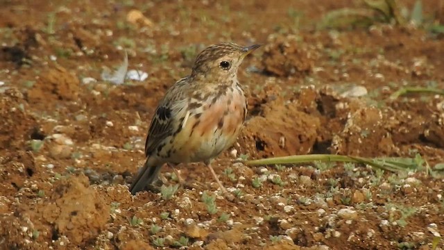 Red-throated Pipit - ML616149508