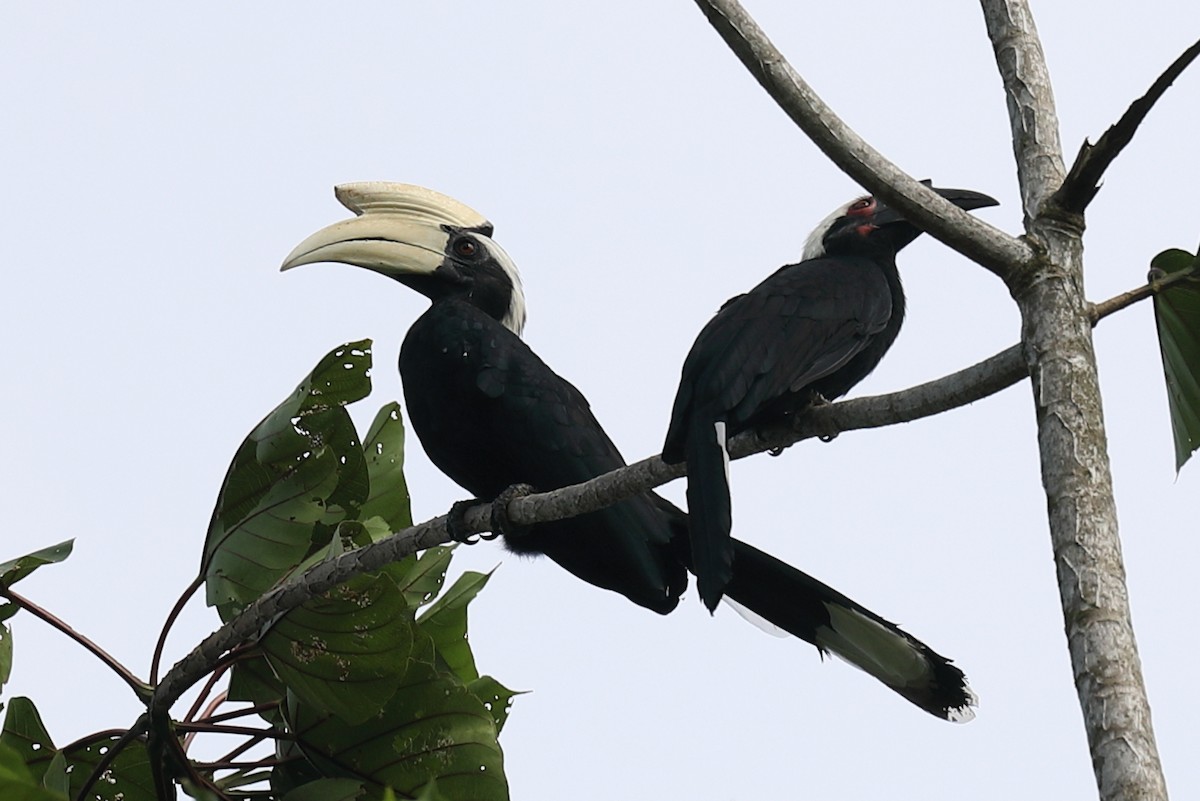 Black Hornbill - Corné Pieterse