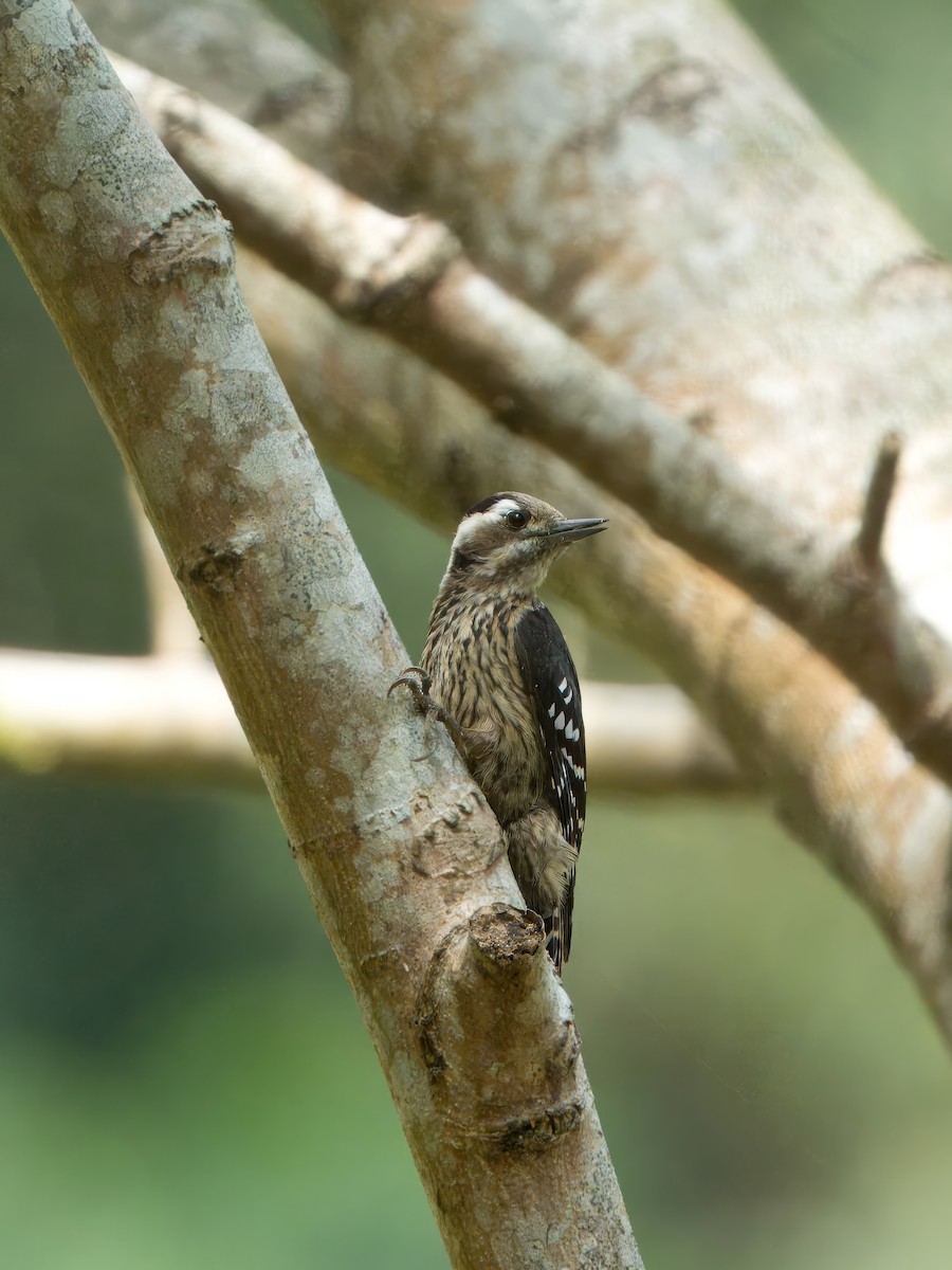 Gray-capped Pygmy Woodpecker - ML616149529