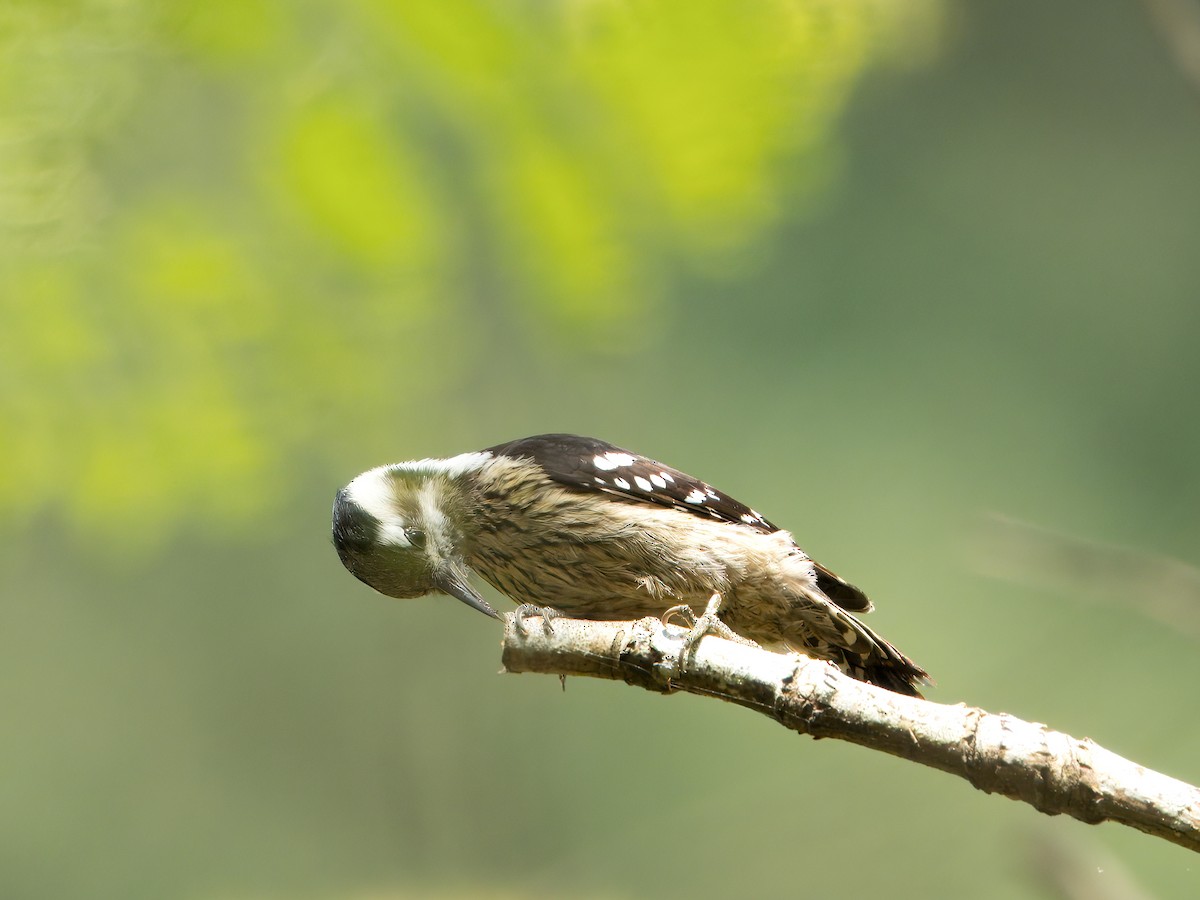 Gray-capped Pygmy Woodpecker - ML616149530