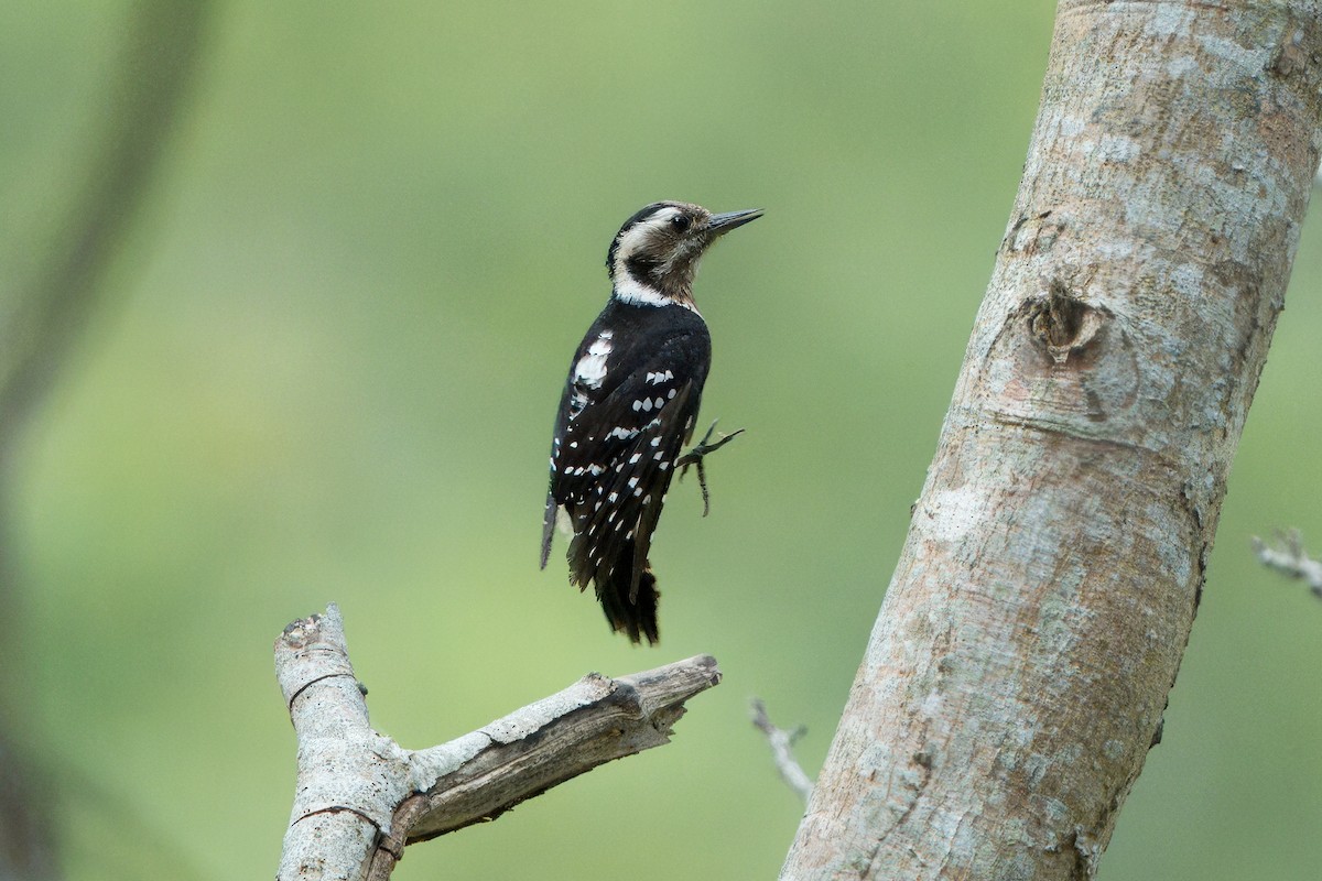 Gray-capped Pygmy Woodpecker - 被林業耽誤的 小吳