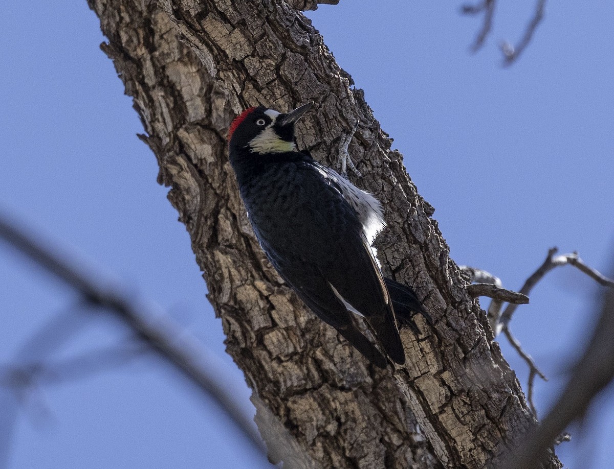 Acorn Woodpecker - ML616149744