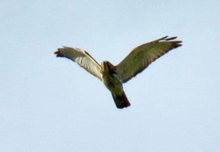 Broad-winged Hawk - ML616149836