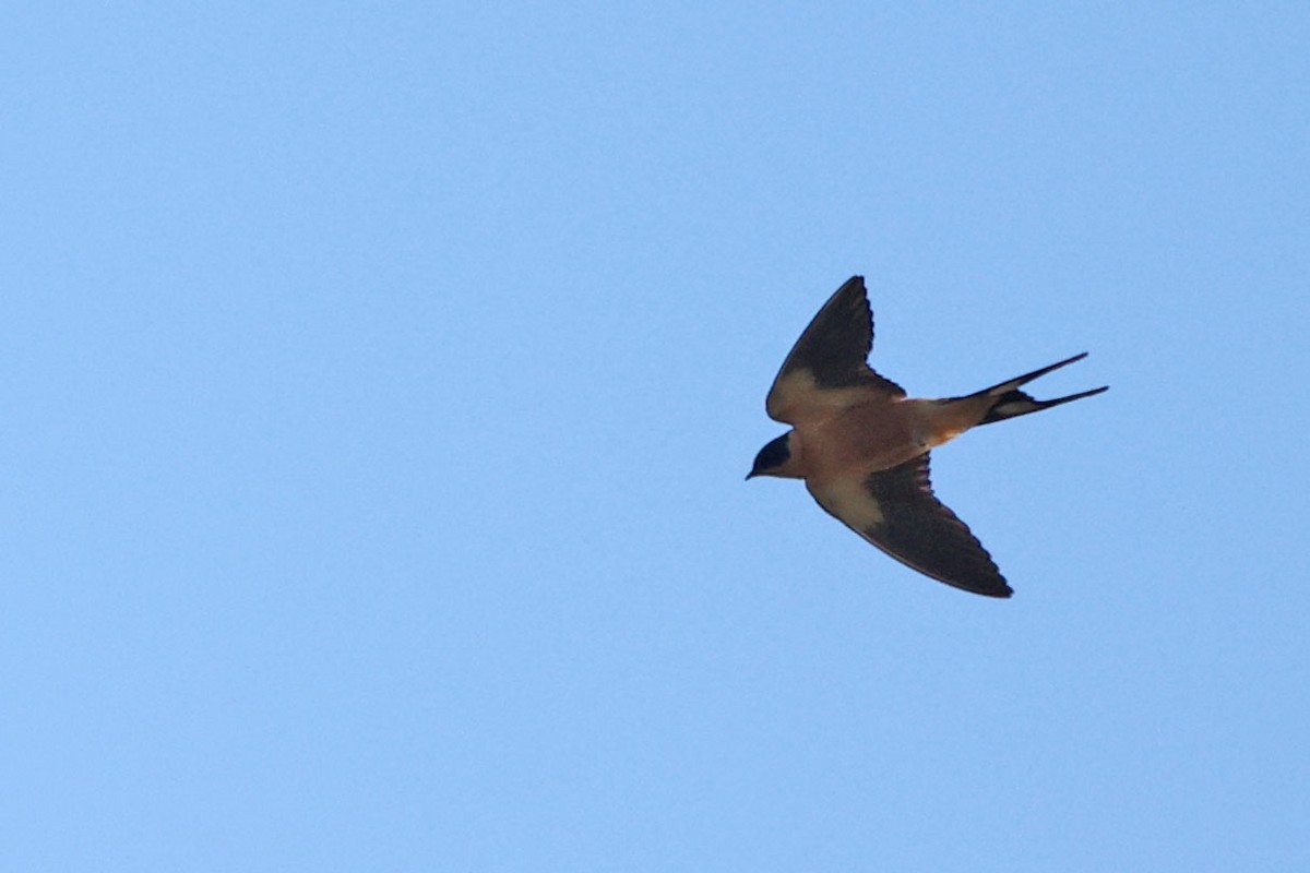 Rufous-chested Swallow - ML616149866