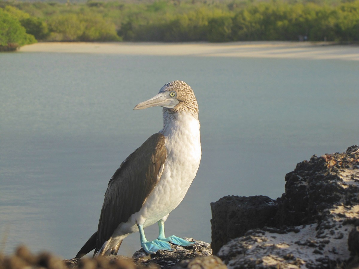 Blue-footed Booby - ML616149898