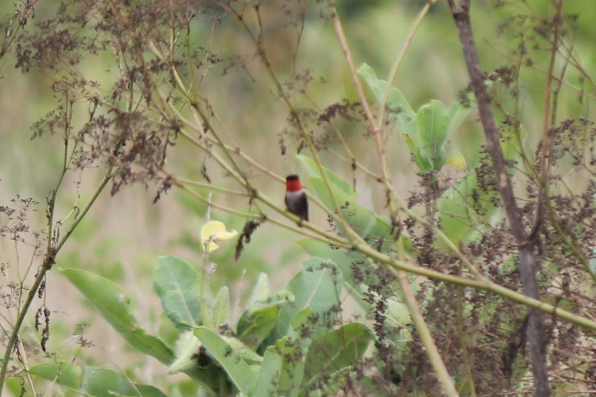 Ruby-throated Hummingbird - ML616149990
