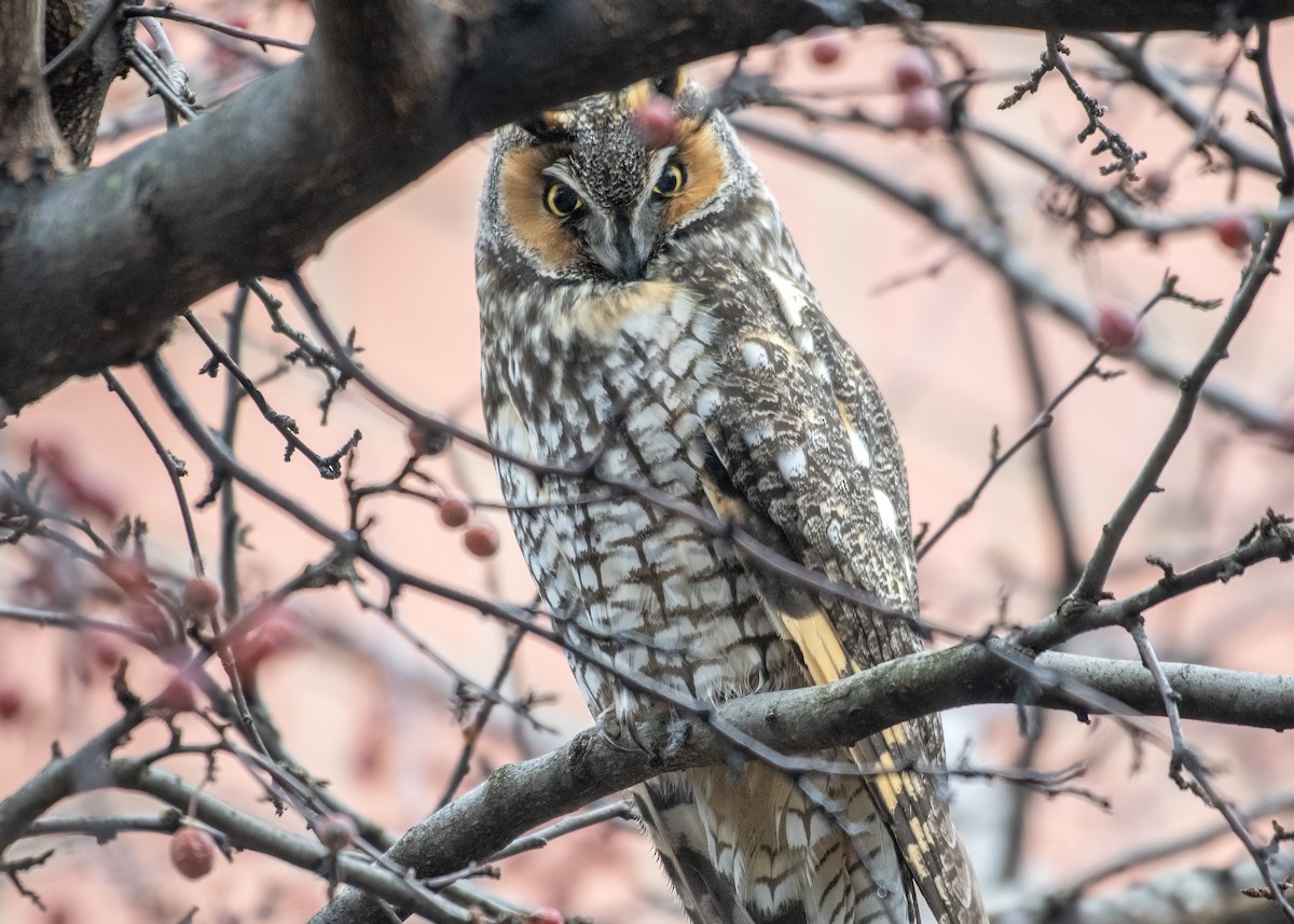 Long-eared Owl - ML616150308