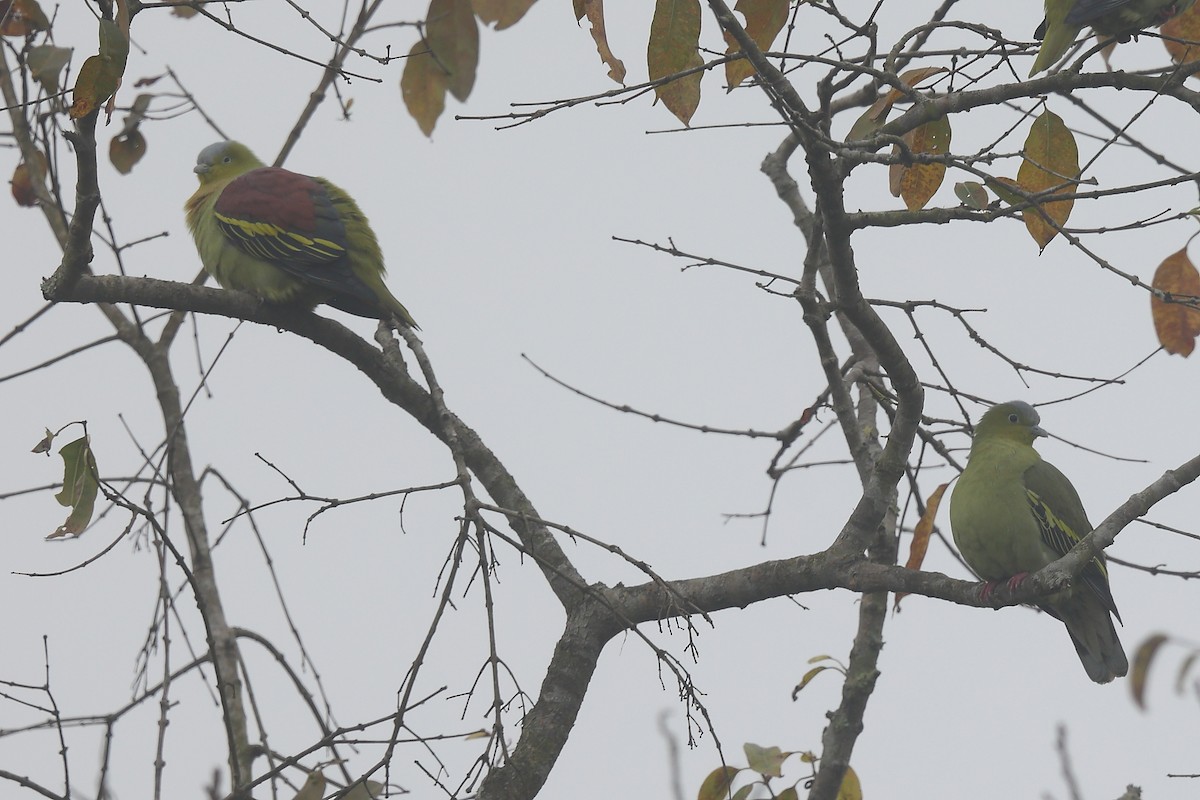 Ashy-headed Green-Pigeon - Krishnan Sivasubramanian