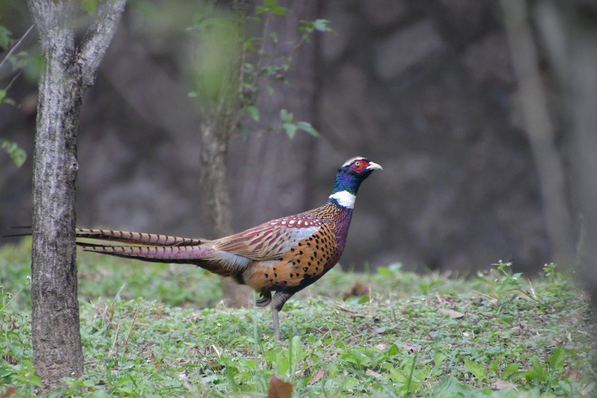 Ring-necked Pheasant - ML616150360