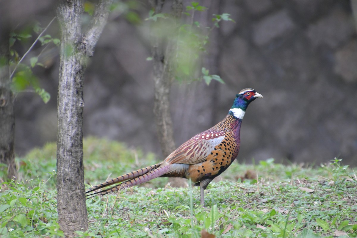 Ring-necked Pheasant - ML616150361