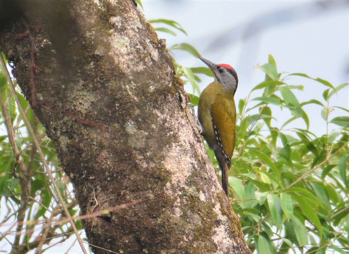 Gray-headed Woodpecker - ML616150384