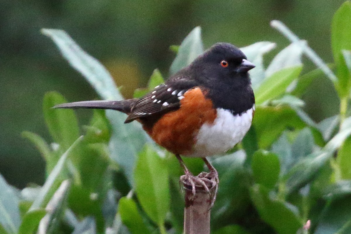 Spotted Towhee - ML616150448