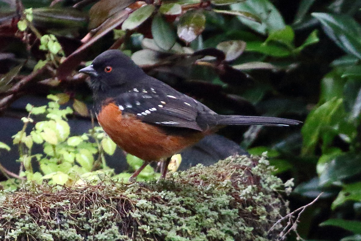 Spotted Towhee - ML616150449