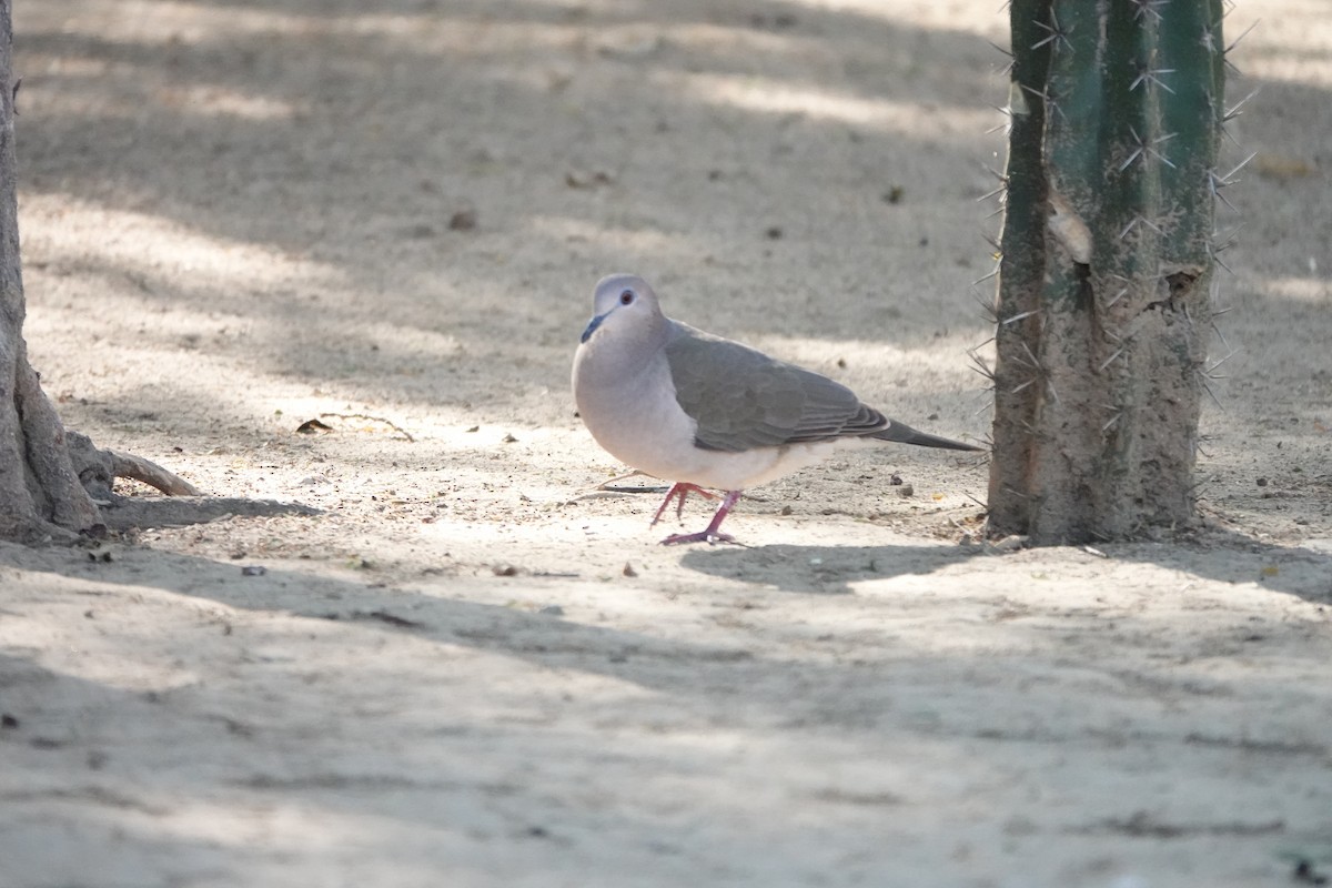 White-tipped Dove (White-tipped) - Claire Bélanger