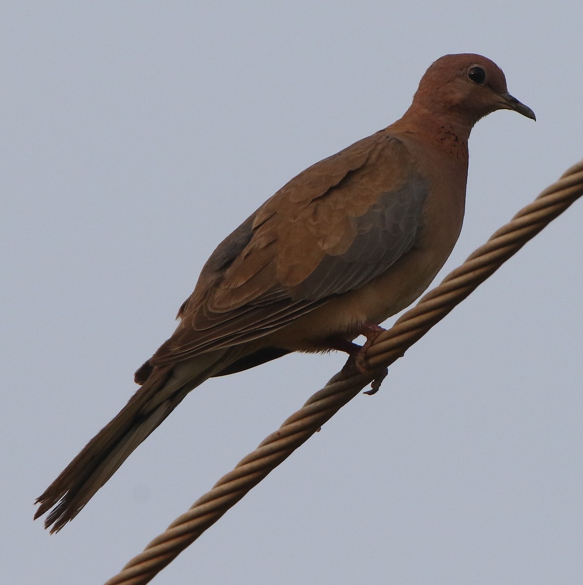Laughing Dove - ML616150493