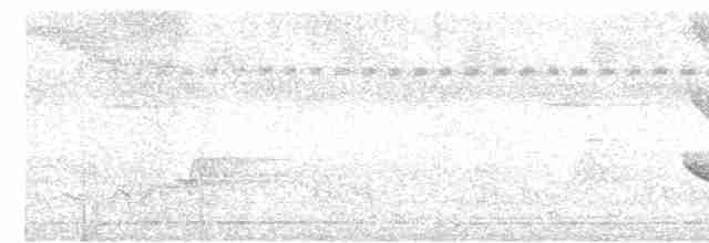 holub světlebřichý - ML616150521